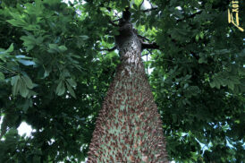 Ceibia Speciosa (Chorisia Speciosa) (Silk floss tree)