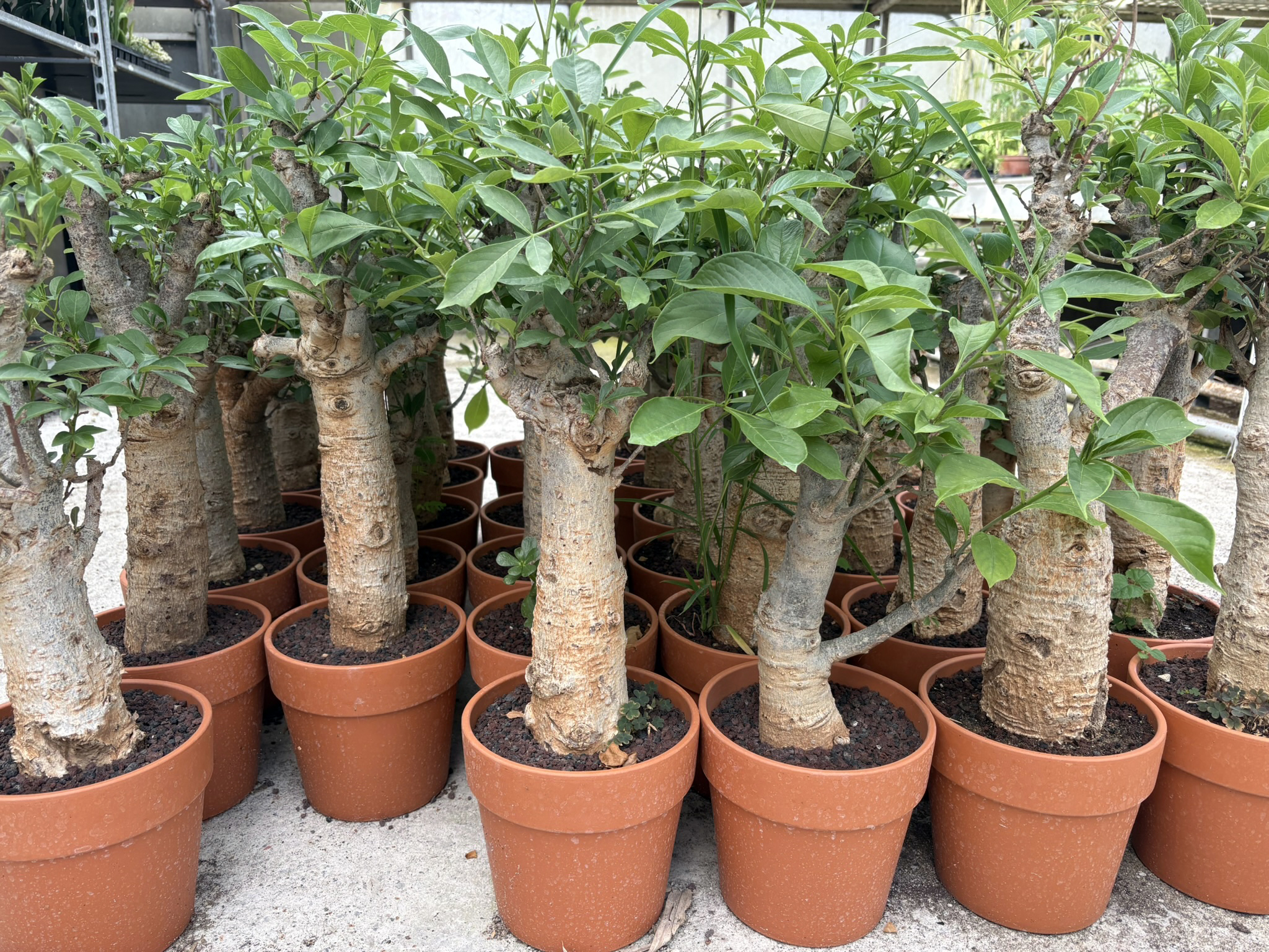 Adansonia Digitata - Baobab - Affenbrotbaum – Bild 7