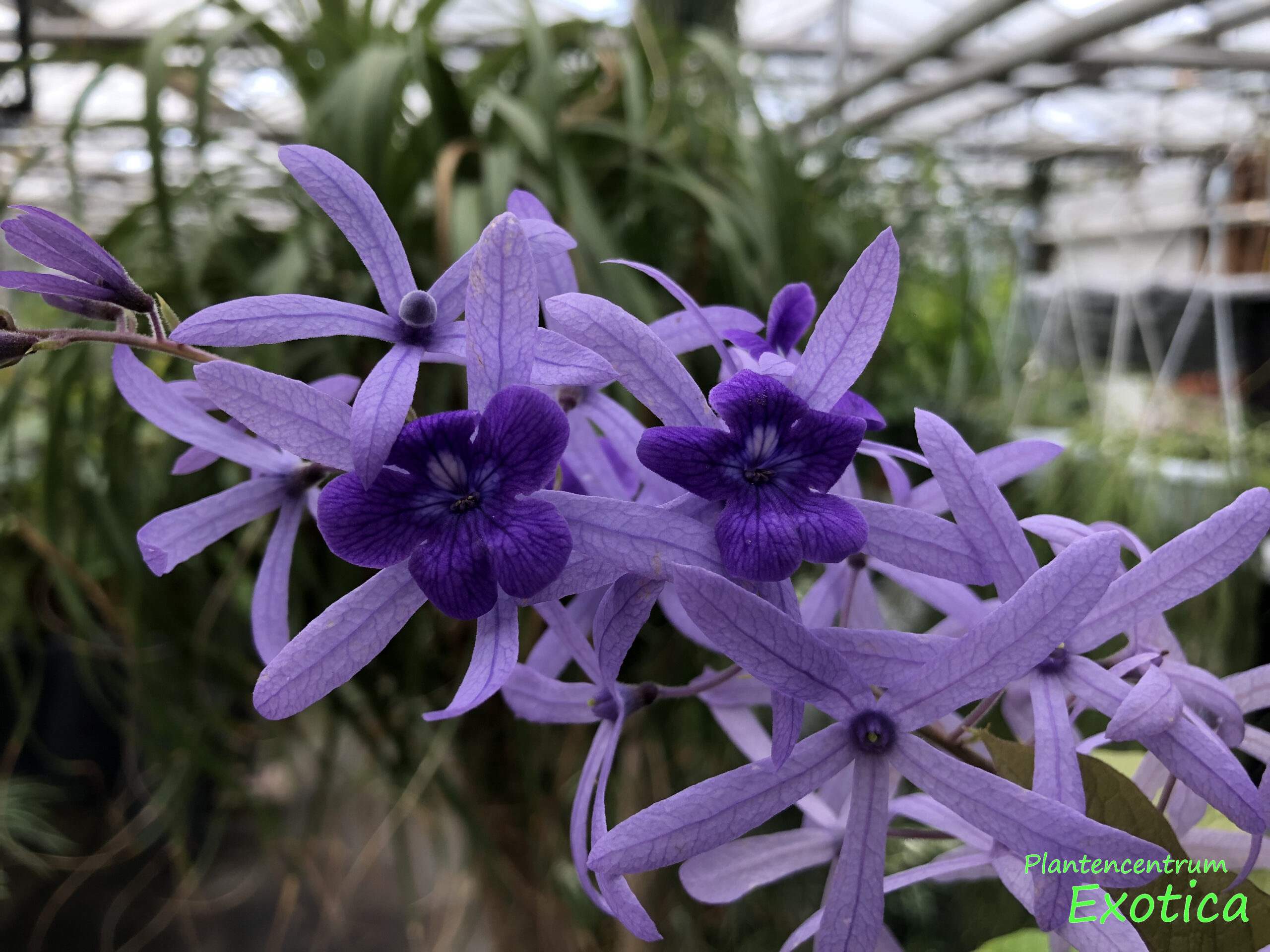 Petrea Volubilis Fleur De Dieu Plantencentrum Exotica Petrea Volubilis Fleur De Dieu Plantencentrum Exotica