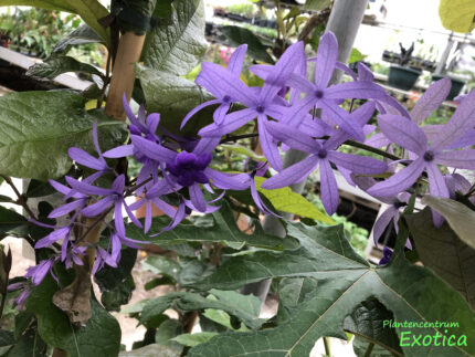 Petrea Volubilis - Blume Gottes (Pickup) – Bild 6