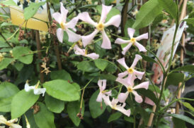 Trachelospermum jasminoides “Pink Showers”