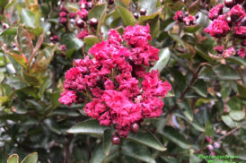 Lagerstroemia indica ‘Double Feature’