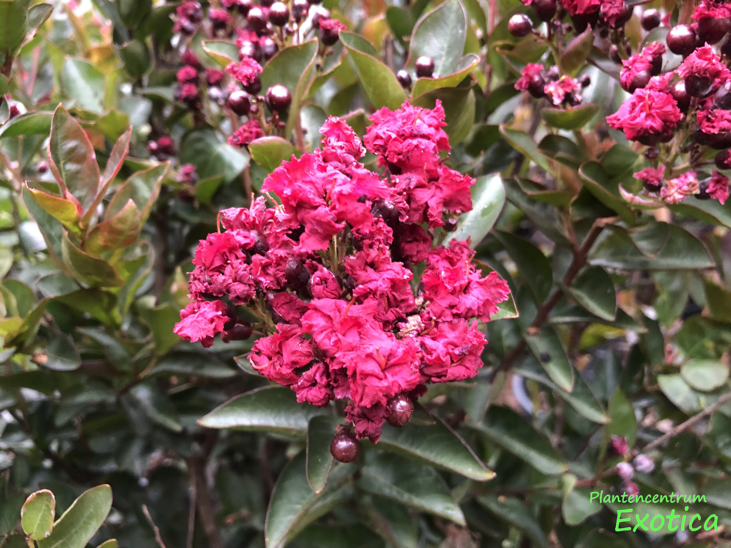 Lagerstroemia indica ‘Double Feature’