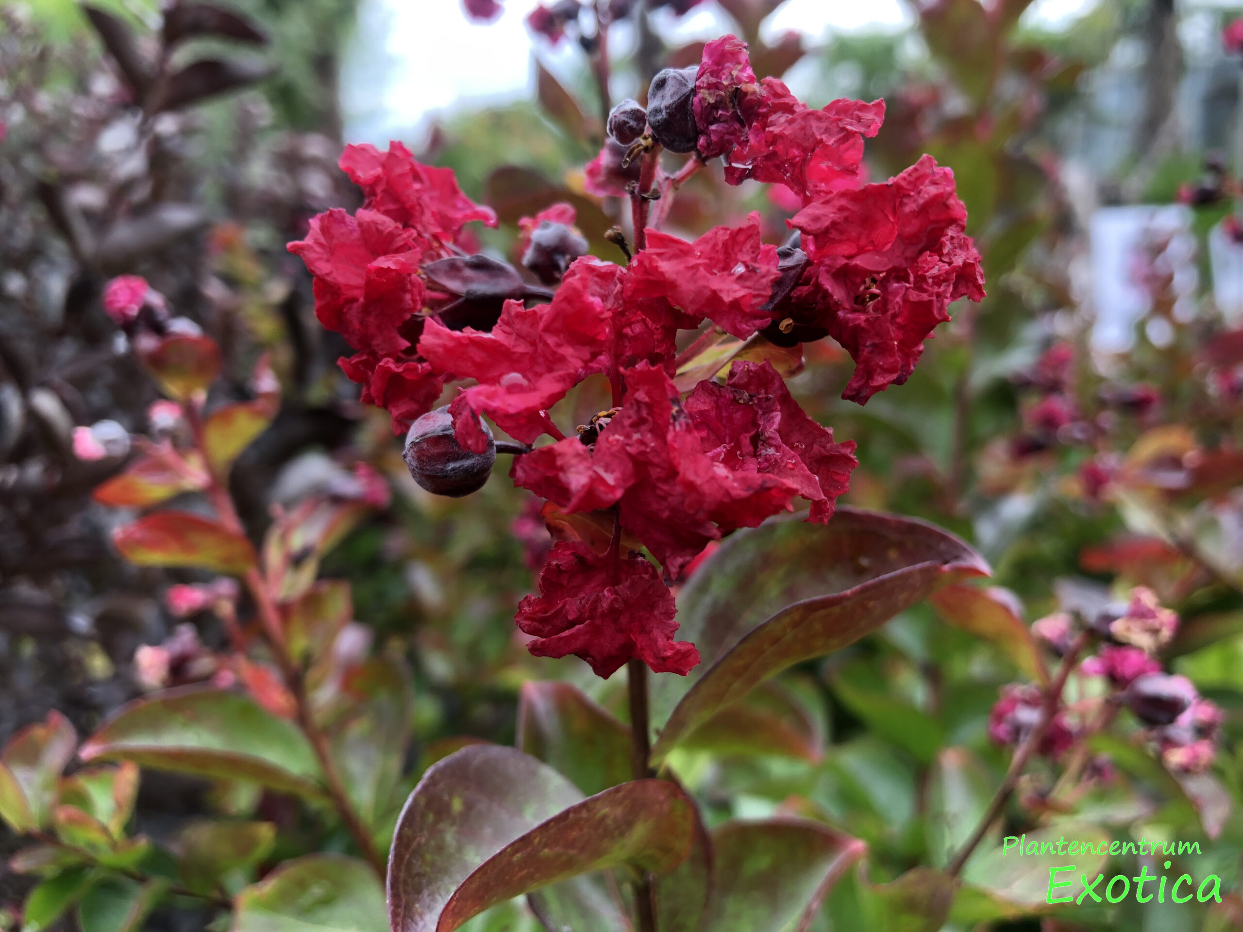 Lagerstroemia indica ‘Dynamite’