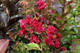 Lagerstroemia indica ‘Dynamite’