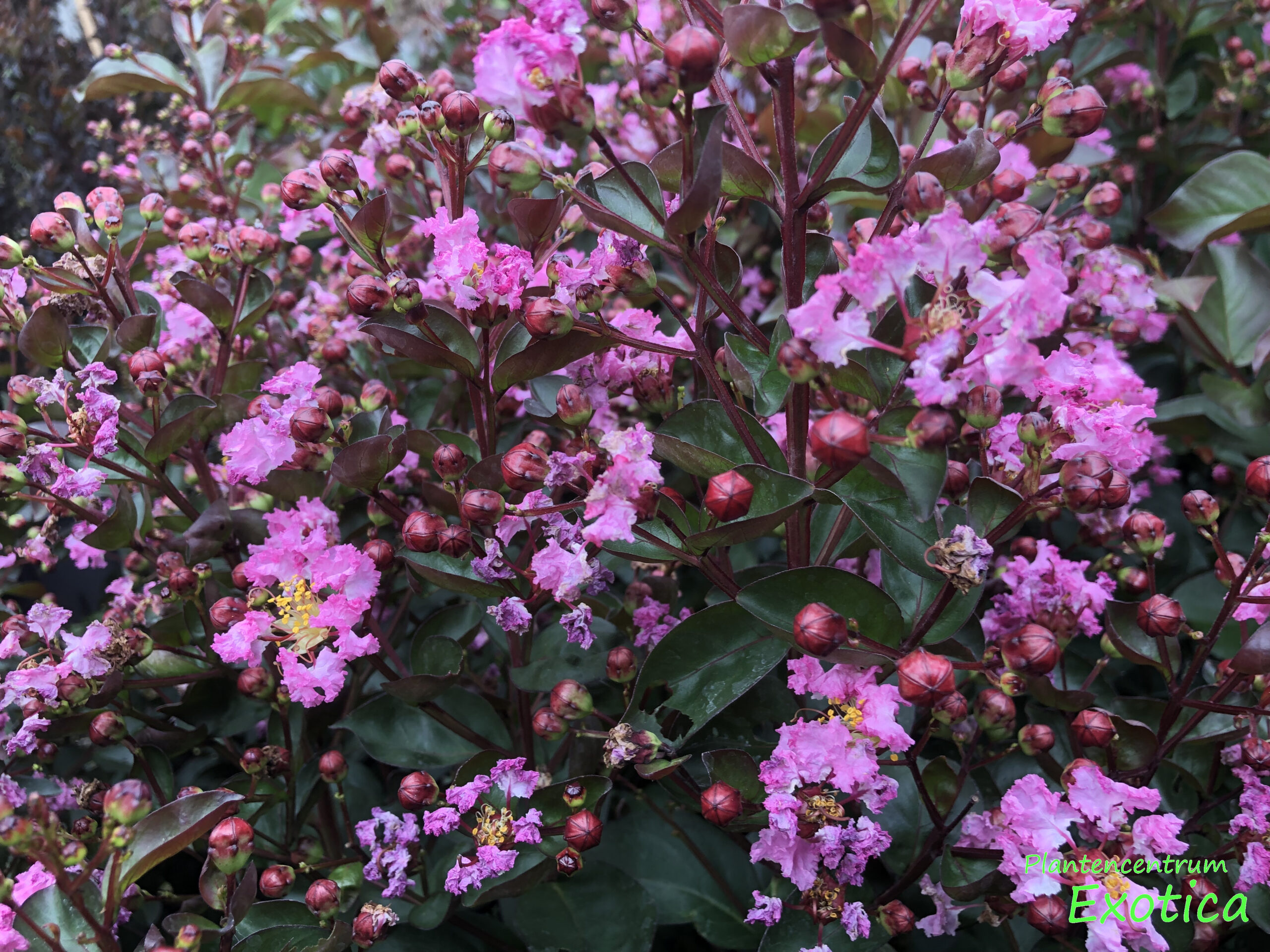 Lagerstroemia indica ‘Rhapsody in Pink’