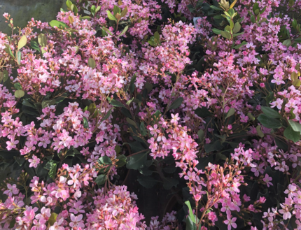 Rhaphiolepis indica - Indian hawthorn - Indian hawthorn