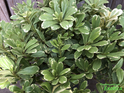 Pittosporum Tobira 'Neige du Mont Ventoux'