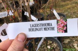 Lagerstroemia indica ‘Berlingot Menthe’