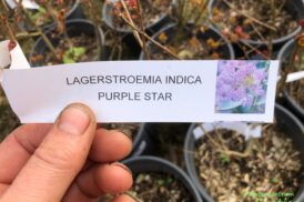 Lagerstroemia indica ‘Purple Star’