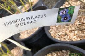 Hybiscus syriacus ‘Blue Bird’