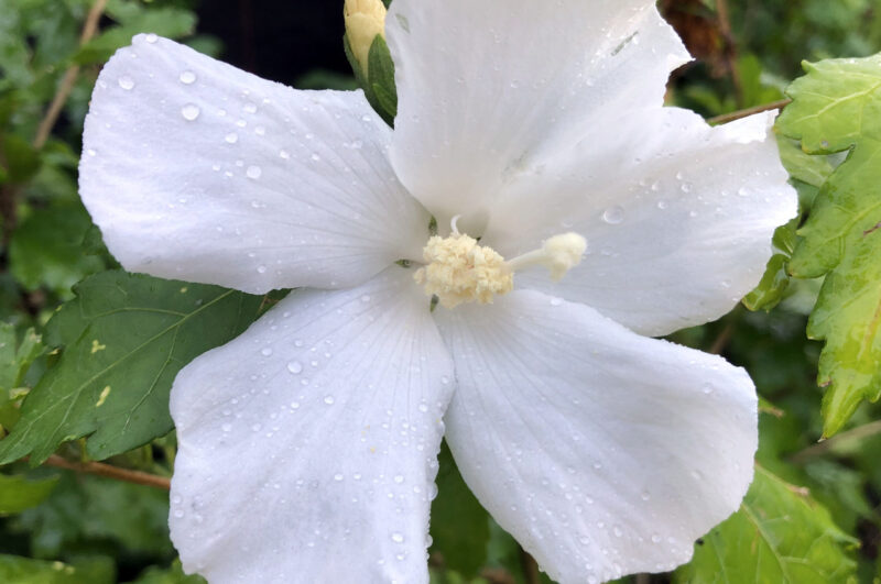 Hibiscus syriacus 'Eleonore' - Althaeastruik