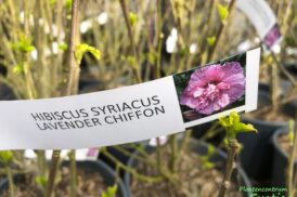 Hybiscus syriacus ‘Lavender chiffon’