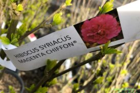 Hybiscus syriacus ‘Magenta chiffon’