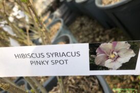 Hybiscus syriacus ‘Pink Spot’