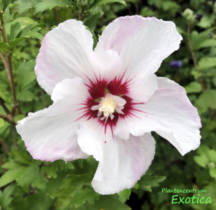Hybiscus syriacus 'Pink Spot' - Althaa-Busch