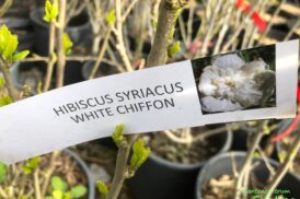 Hybiscus syriacus ‘White Chiffon’