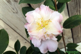Camellia High Fragrance