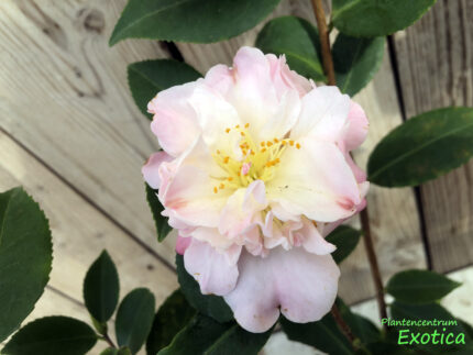 Camellia High Fragrance