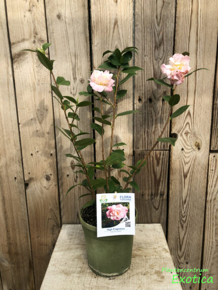 Camellia High Fragrance - Image 3