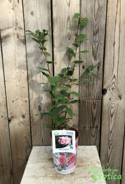 Camellia High Fragrance - Image 2