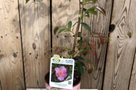 Camellia Profumata