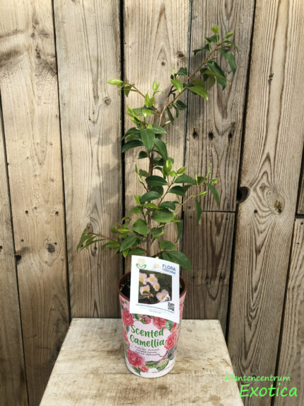 Camellia Cinnamon Scentsation