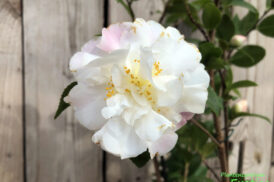 Camellia Scentuous