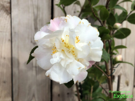 Camellia Scentuous