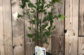 Camellia Scentuous