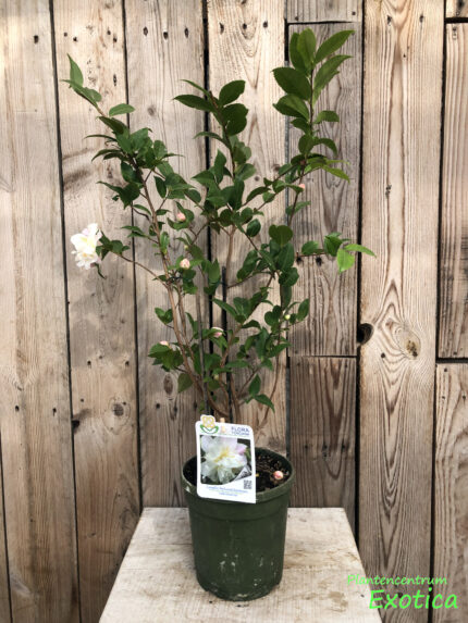 Camellia Scentuous - Image 2