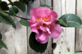 Camellia Fragrant Pink