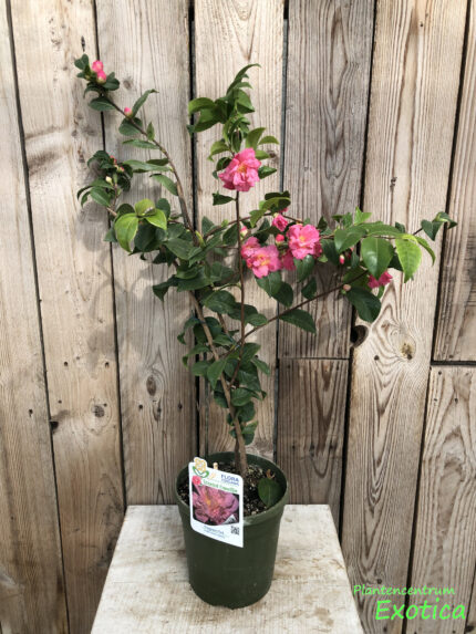 Camellia Fragrant Pink - Image 2