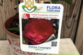Camellia Somma Campagna