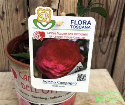 Camellia Somma Campagna