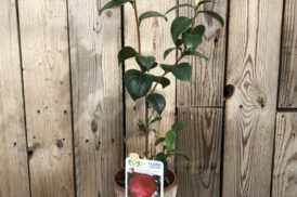 Camellia Somma Campagna