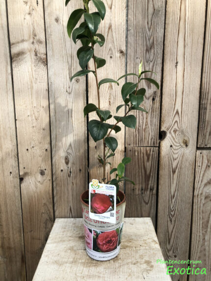 Camellia Somma Campagna - Image 2