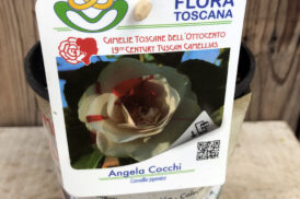 Camellia Angelo Cocchi