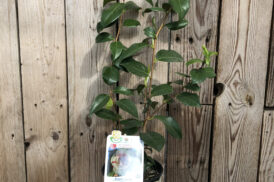 Camellia Angelo Cocchi