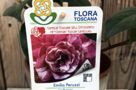 Camellia Emilia Peruzzi