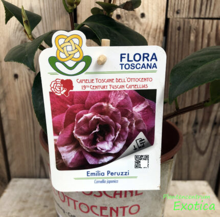 Camellia Emilia Peruzzi