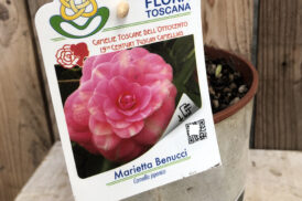 Camellia Marietta Bennucci