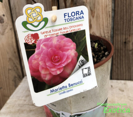 Camellia Marietta Bennucci