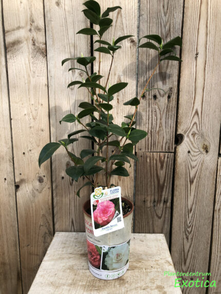 Camellia Marietta Bennucci - Image 2