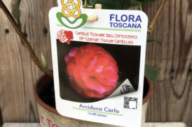 Camellia Ariduca Carlo