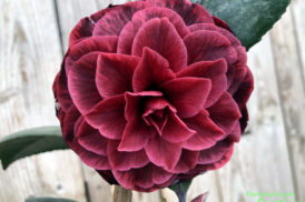 Camellia Red Leaf Bella Rossa