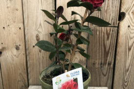 Camellia Red Leaf Bella Rossa