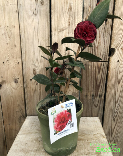 Camellia Red Leaf Bella Rossa - Afbeelding 2