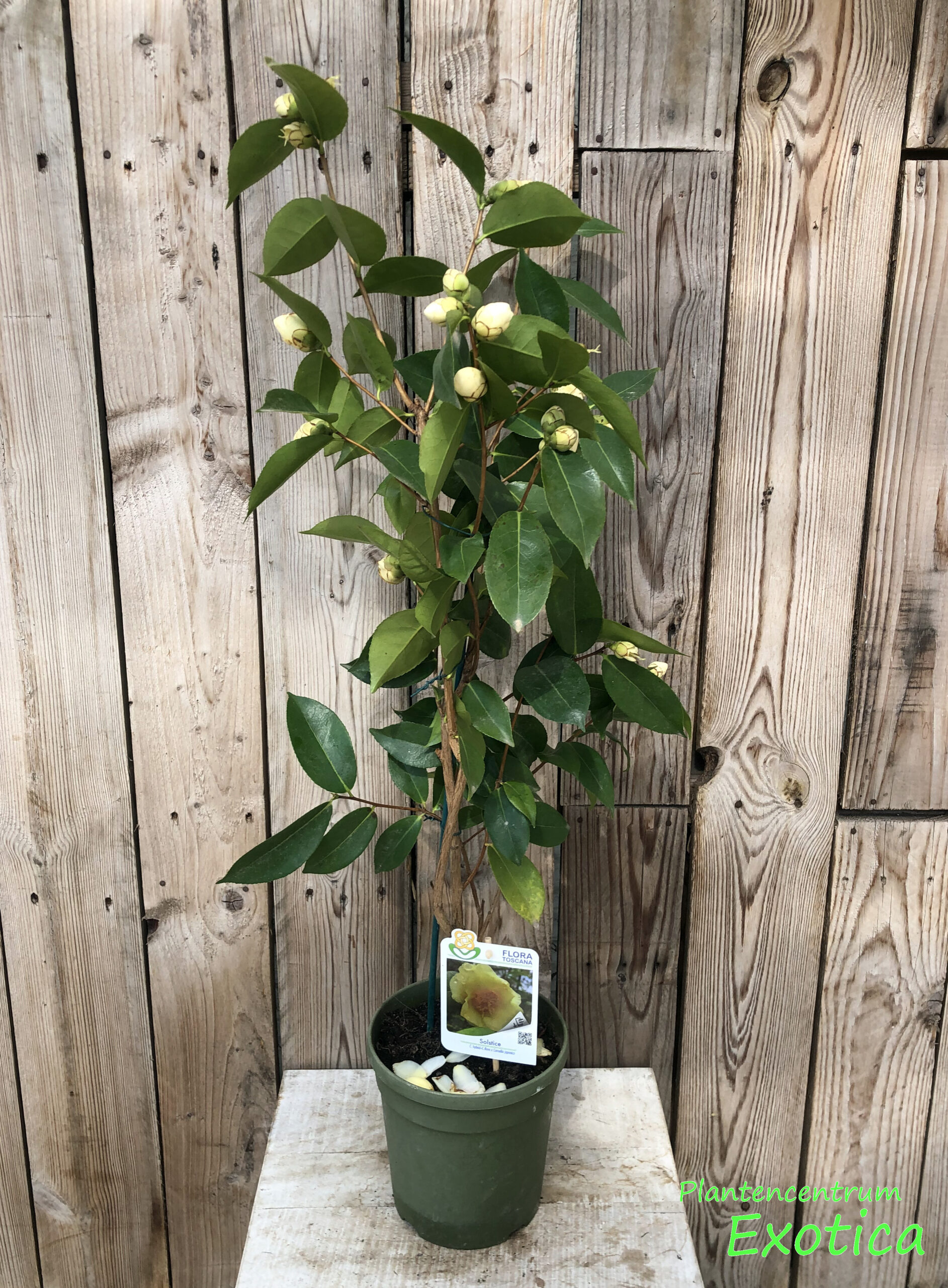 Camellia Solstice - Image 2