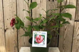 Camellia Tudor Baby Variegated